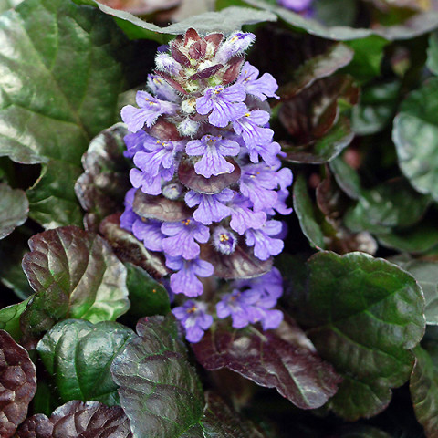 Аюга (Живучка) Purple Brocade