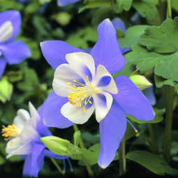 Аквілегія Spring Magic Blue and White