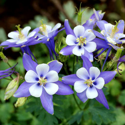 Аквілегія Spring Magic Blue and White