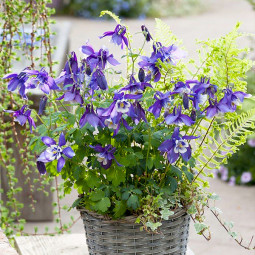 Аквілегія Spring Magic Navy and White