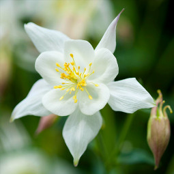 Аквілегія Spring Magic White