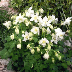 Аквілегія Spring Magic White