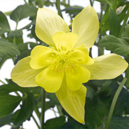 Аквілегія Spring Magic Yellow