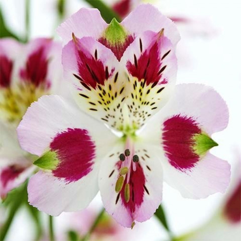 Альстромерія Garden Jewel Lilac Blush