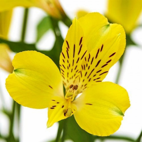 Альстромерия Garden Jewel Yellow