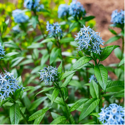 Амсонія Blue Star