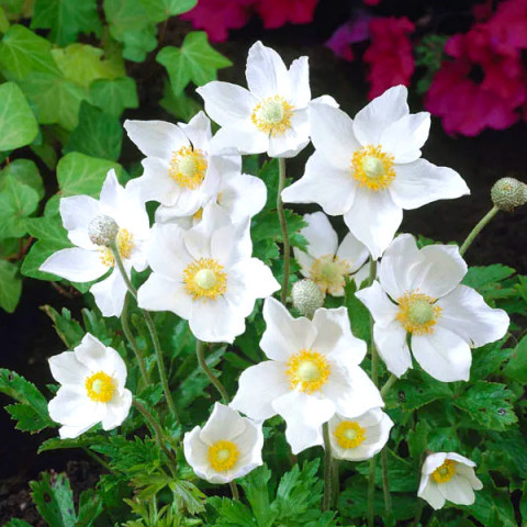 Анемона Spring Beauty White