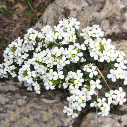 Арабіс кавказький Little Treasure White