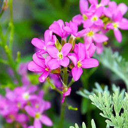 Арабіс війчастий Spring Charm