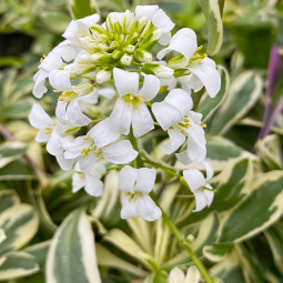 Арабіс кавказький Variegata