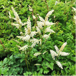 Арункус карликовый Goat's Beard (Гоатс Беард)