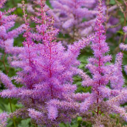 Астільба Little Vision in Purple