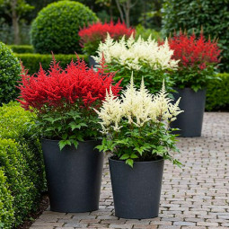 Комплект корневищ астильб Ритм сада