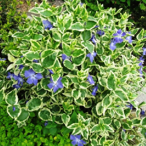 Барвинок малый Argenteovariegata Барвинок малый Argenteovariegata