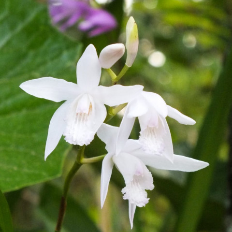 Блетілла Striata Alba