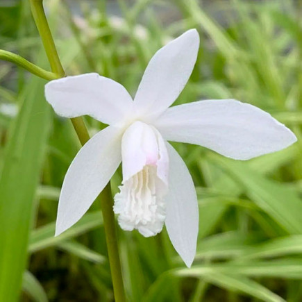 Блетілла Striata Alba Variegated