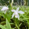 Блетилла Striata Alba Variegated