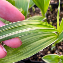 Блетілла Striata Variegated