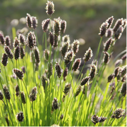 Сеслерія чорноквіткова (Sesleria heufleriana)