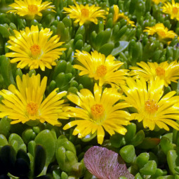 Делосперма Yellow Ice Plant контейнер 0.5 л