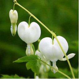 Діцентра spectabilis Alba