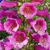 Дигиталис (Наперстянка) purpurea Virtuoso Rose