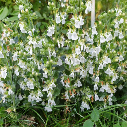 Самосил (дібровник) звичайний Albiflora