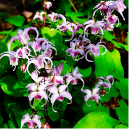 Эпимедиум Asiatic Hybrid