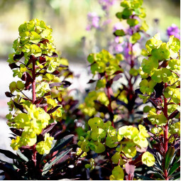 Еуфорбія amygdaloides Purpurea (Пурпуреа)