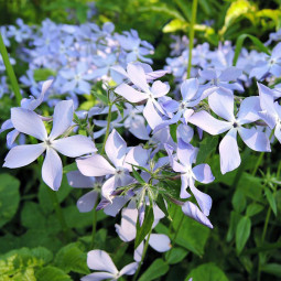 Флокс Clouds of Perfume