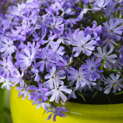 Флокс Early Spring Lavender (контейнер 0.5 л)