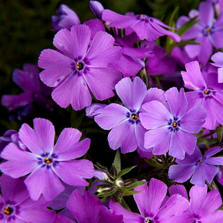 Флокс Early Spring Purple