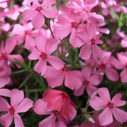 Флокс Early Spring Dark Pink