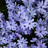 Флокс Early Spring Lavender (контейнер 0.5 л)