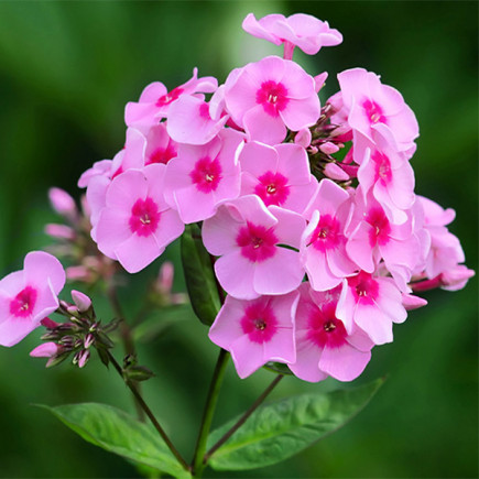 Флокс Flame Pink