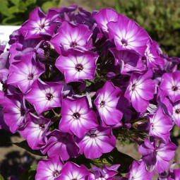 Флокс Flame Purple Eye