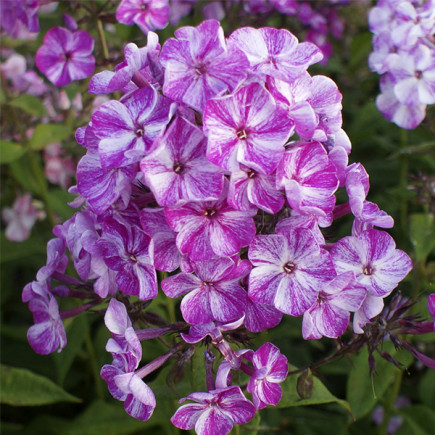Флокс Freckle Purple Shades