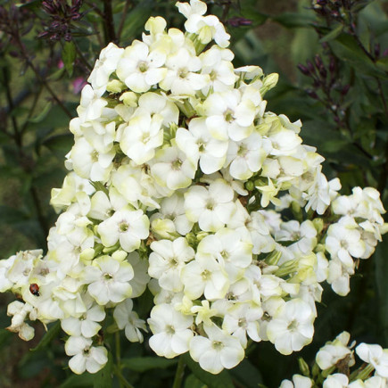 Флокс Jade
