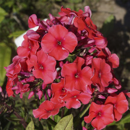 Флокс Juliglut