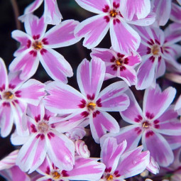 Флокс Kimono Pink-White