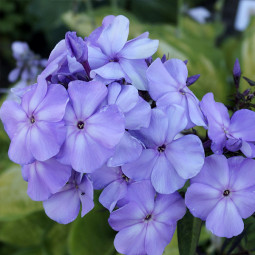 Флокс Lilac Time