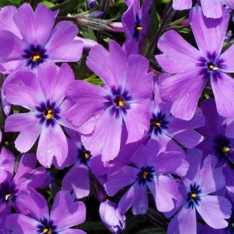 Флокс Purple Beauty