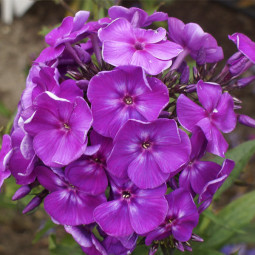 Флокс Purple Kiss