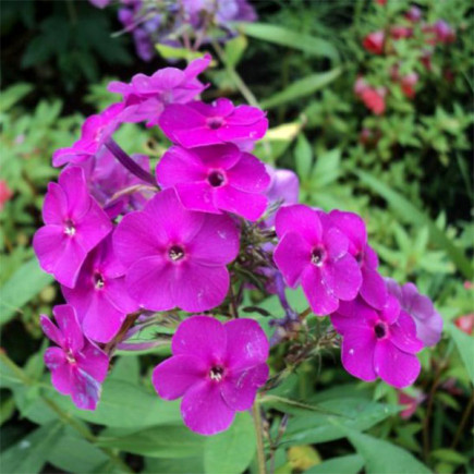 Флокс The King Violet Blue
