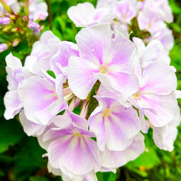 Флокс Franz Schubert