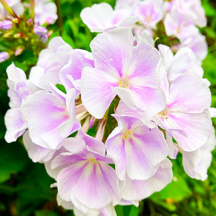 Флокс Franz Schubert