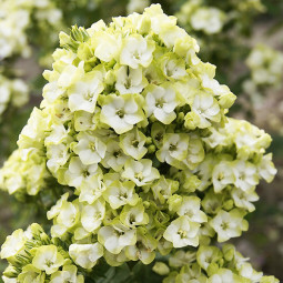 Флокс Green Expectation