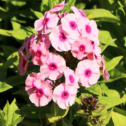 Флокс Jeffs Pink
