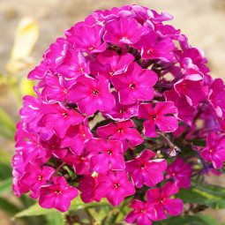 Флокс Katja