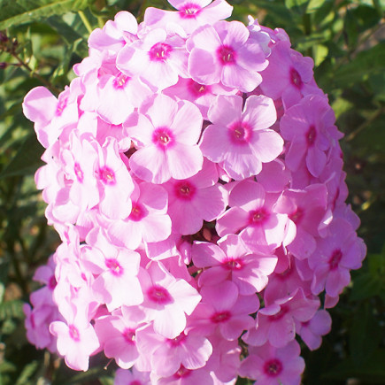 Флокс Pinky Hill